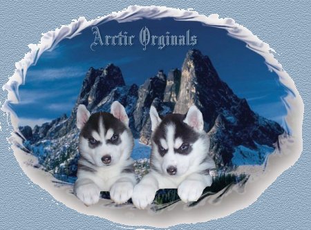 al_husky2.jpg