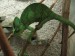 chameleon pepa.jpg